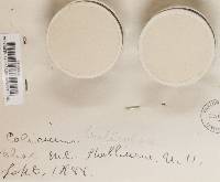 Calicium lenticulare image