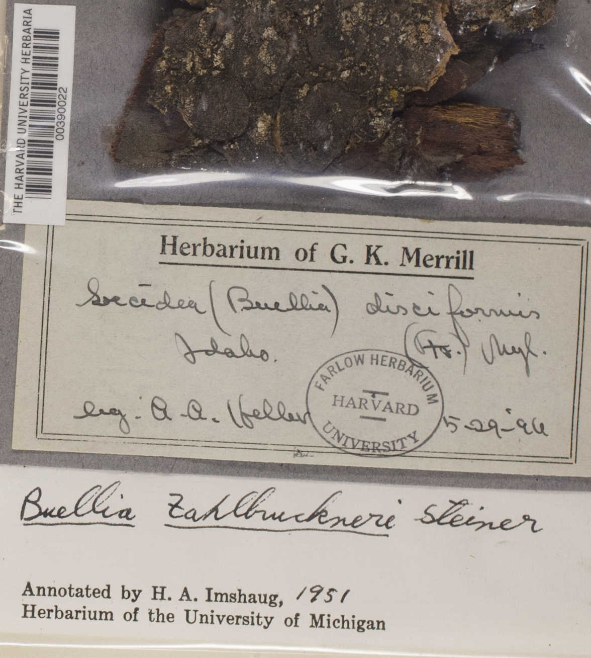 Buellia erubescens image