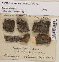 Caloplaca cerina image