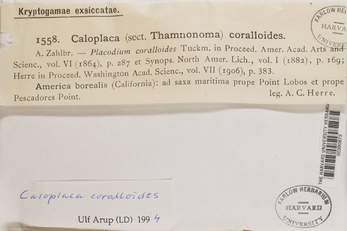 Caloplaca coralloides image