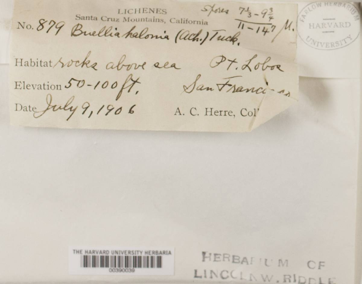 Buellia halonia image