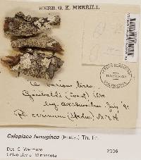 Caloplaca ferruginea image