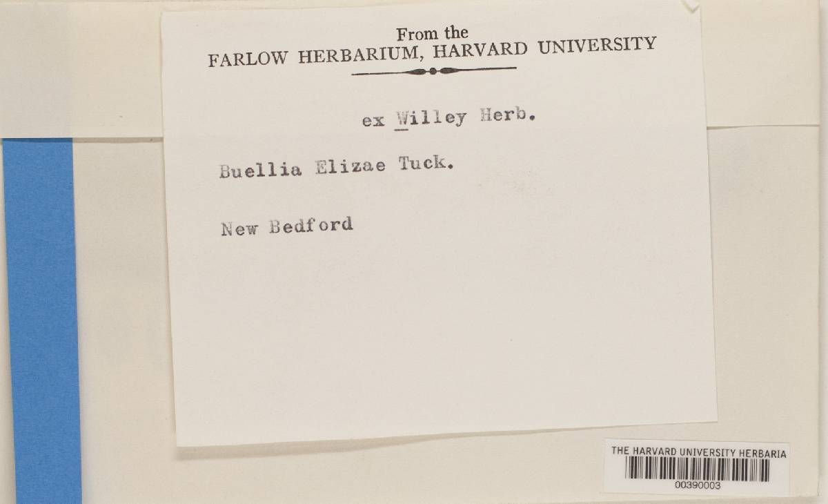 Buellia elizae image