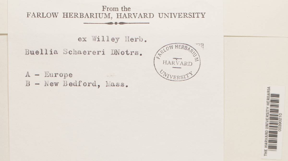 Buellia schaereri image
