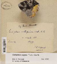 Caloplaca eugyra image