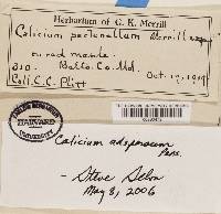 Calicium adspersum image