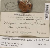 Caloplaca cinnabarina image