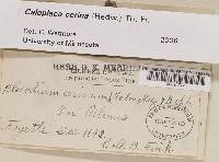 Caloplaca cerina image