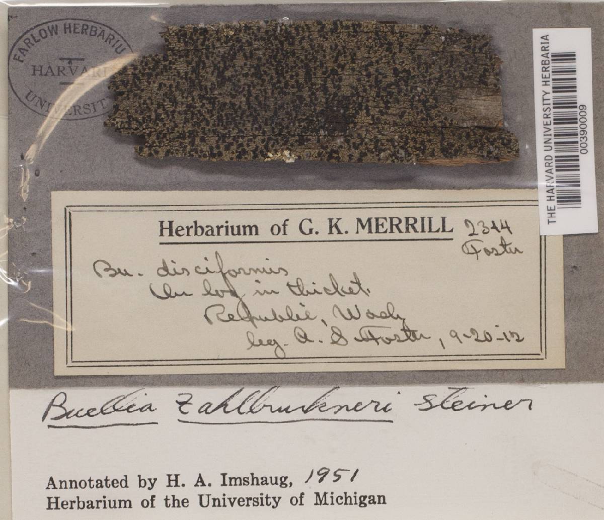 Buellia erubescens image