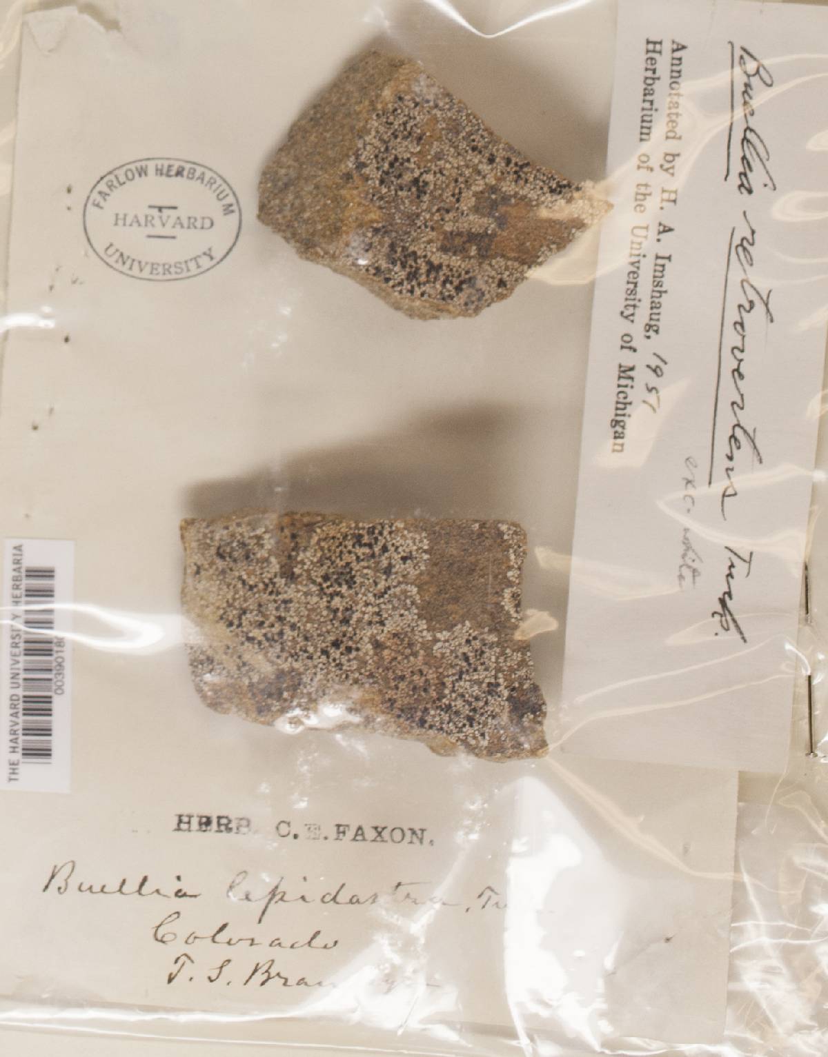 Buellia retrovertens image