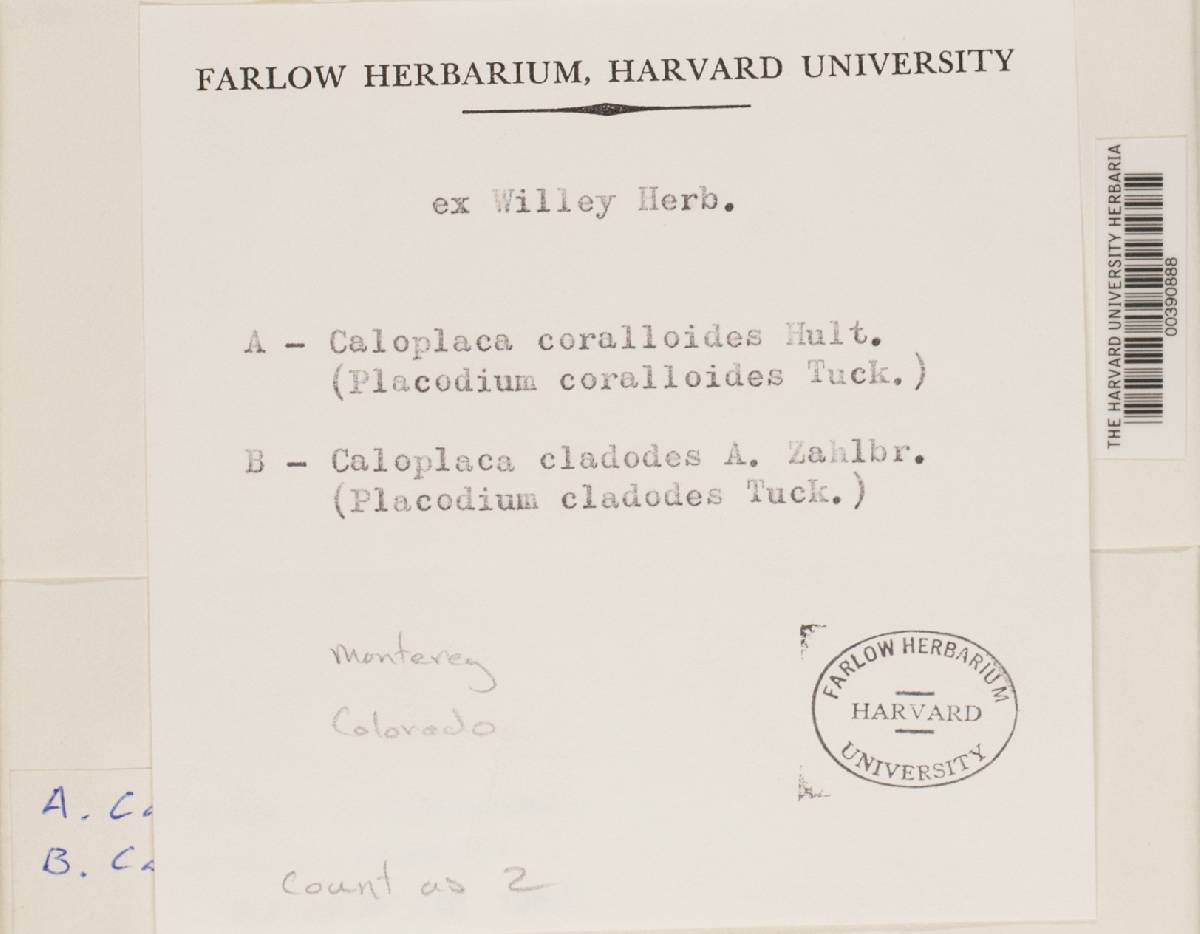 Caloplaca coralloides image