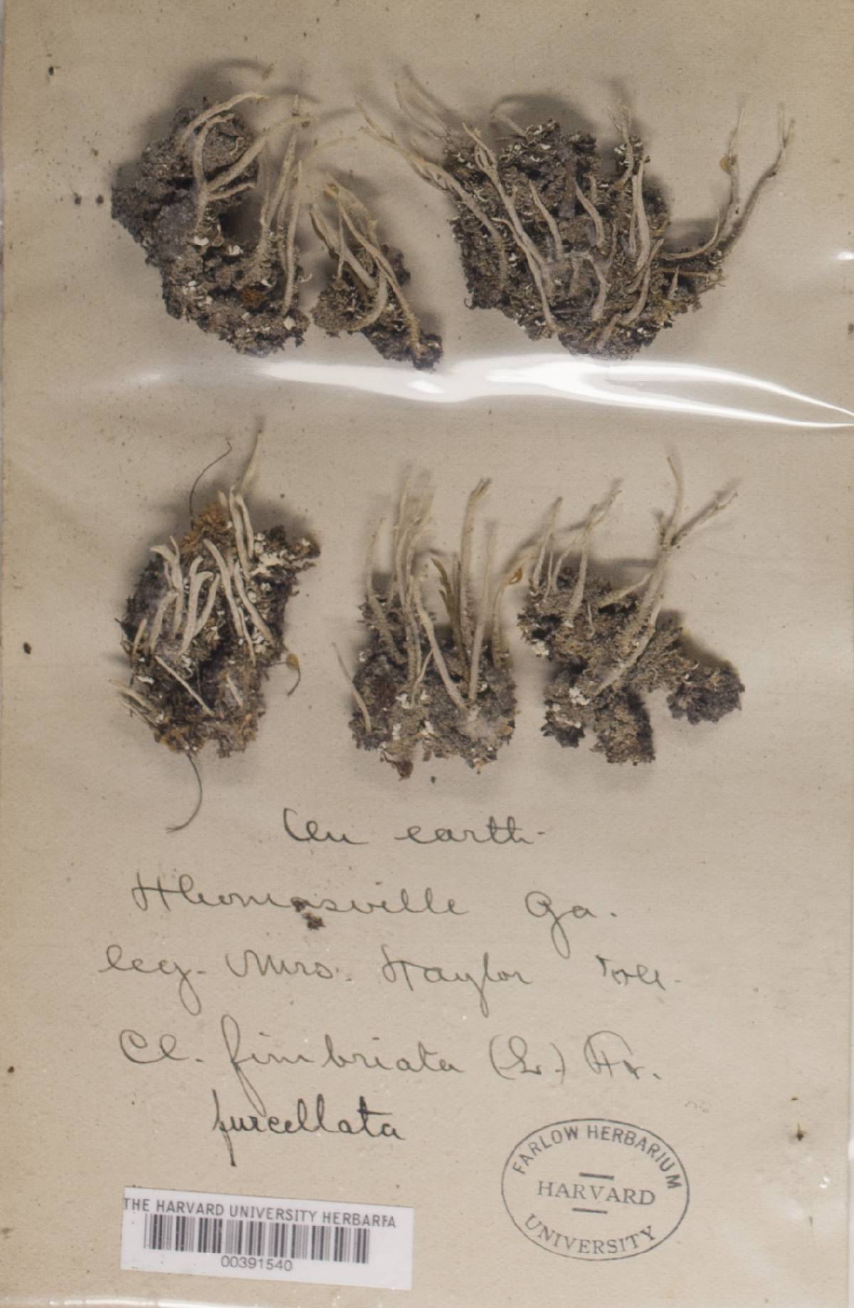 Cladonia subulata f. furcellata image