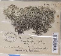 Cladonia subtenuis image