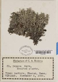 Cladonia subtenuis image