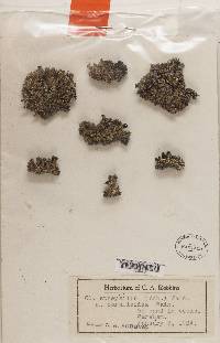 Cladonia strepsilis image