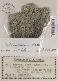 Cladonia terrae-novae image