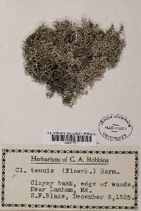 Cladonia ciliata var. tenuis image