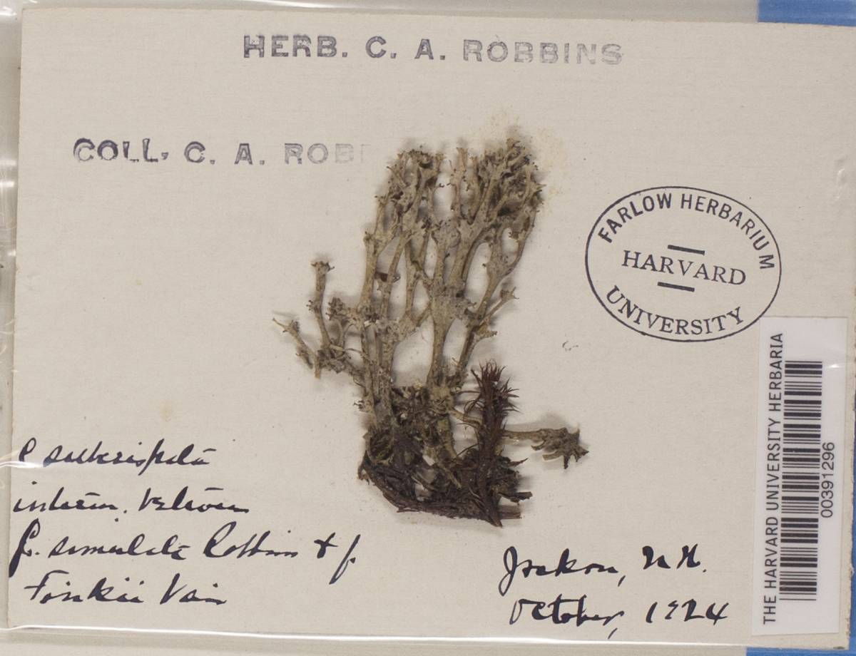 Cladonia subcrispata f. simulata image