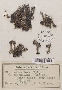 Cladonia subcariosa image