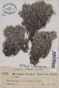 Cladonia ciliata image