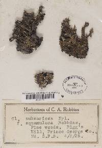 Cladonia subcariosa image