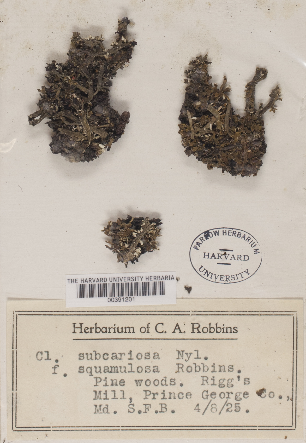 Cladonia subcariosa f. squamulosa image