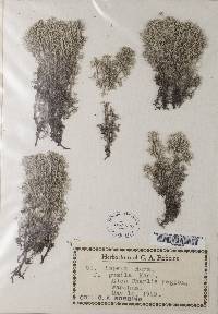 Cladonia terrae-novae image