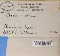 Cladonia ciliata var. tenuis image