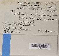Cladonia tenuis f. flavicans image