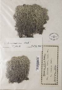 Cladonia terrae-novae image