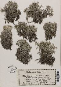 Cladonia ciliata image