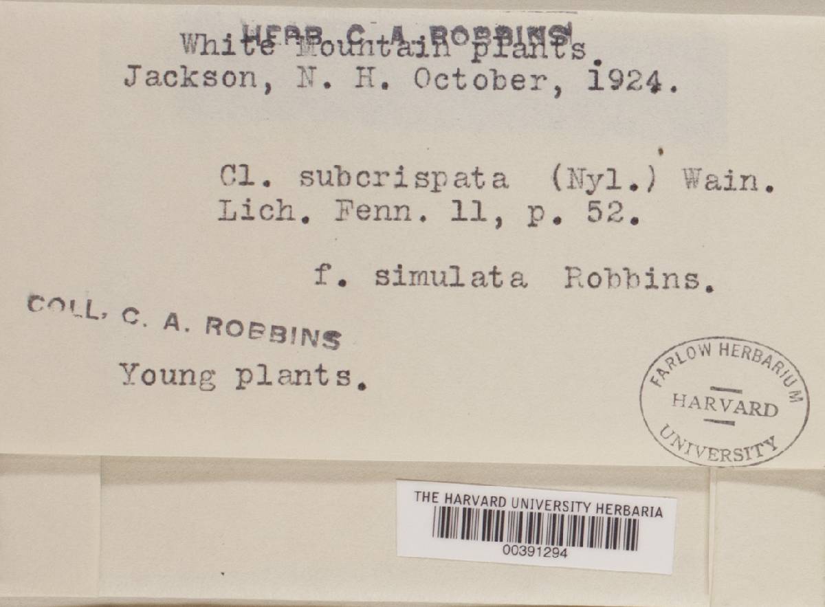 Cladonia subcrispata f. simulata image