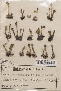 Cladonia subcariosa image