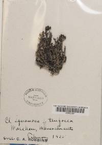 Cladonia squamosa var. turfacea image