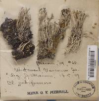Cladonia squamosa image