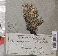 Cladonia squamosa var. subsquamosa image