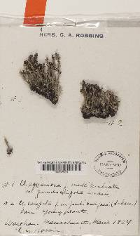 Cladonia squamosa image