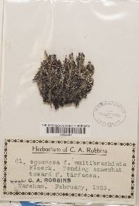 Cladonia squamosa var. turfacea image