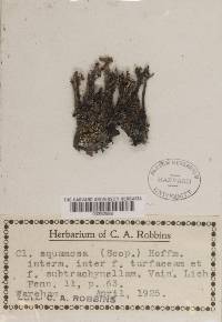 Cladonia squamosa image