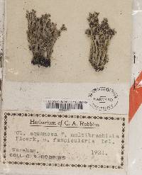 Cladonia squamosa image