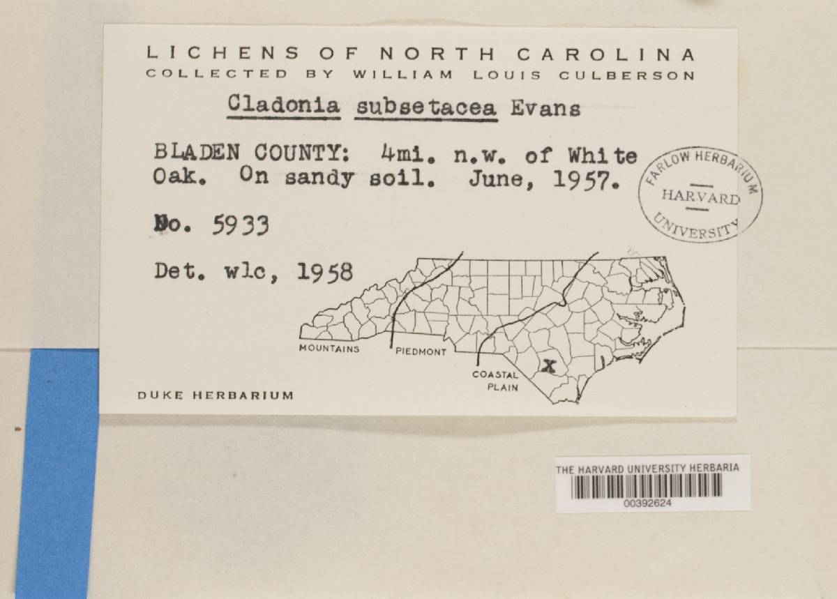 Cladonia subsetacea image