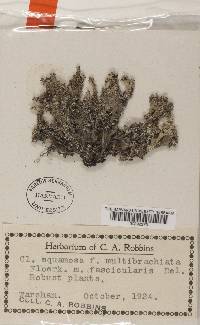 Cladonia squamosa image