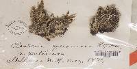 Cladonia squamosa image