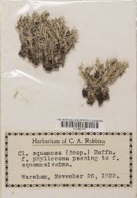 Cladonia squamosa var. squamosa image