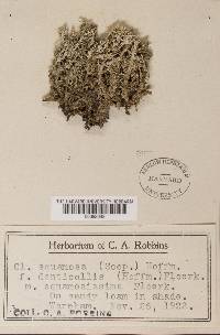Cladonia squamosa f. squamosissima image