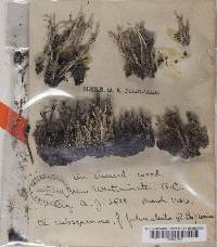 Cladonia squamosa image