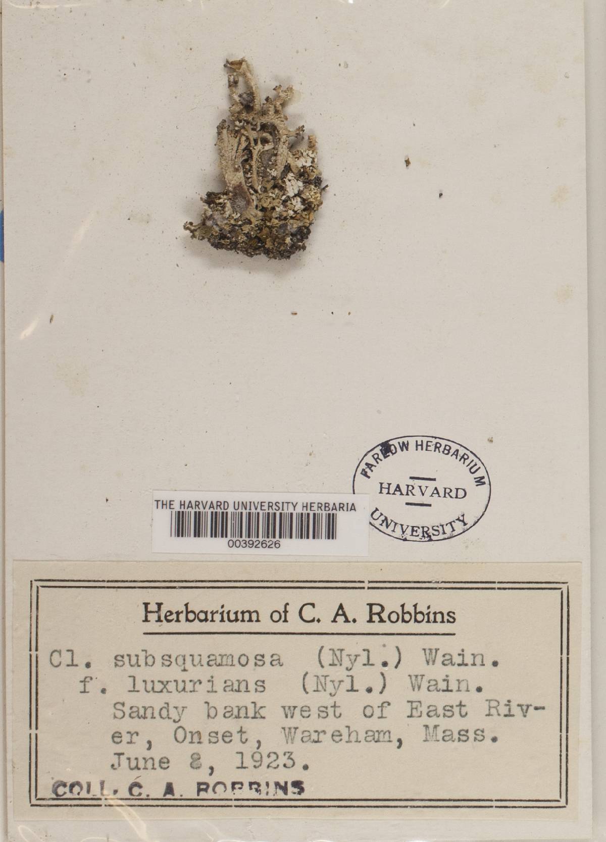 Cladonia subsquamosa f. luxurians image
