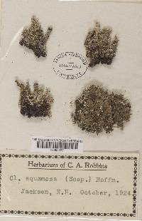 Cladonia squamosa var. squamosa image