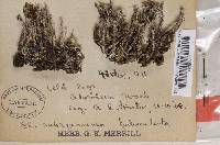 Cladonia squamosa image