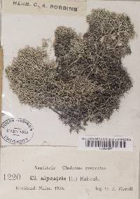 Cladonia stellaris image